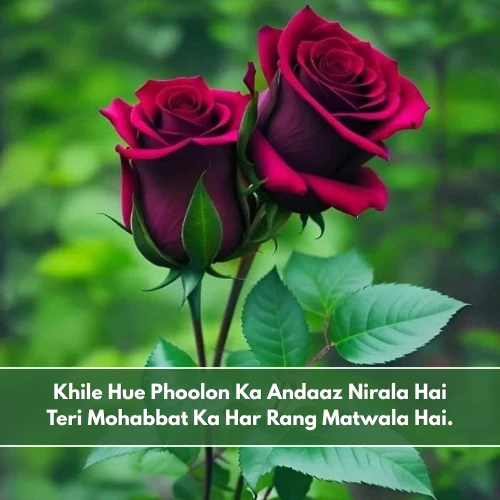 Love Flower Shayari in English Love Flower Shayari in English