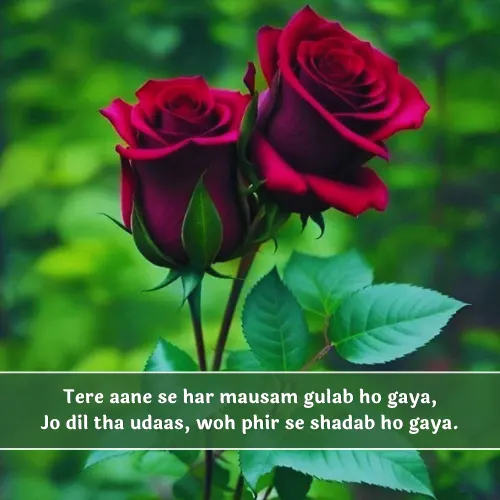 Quotes Rose Shayari in English Quotes Rose Shayari in English
