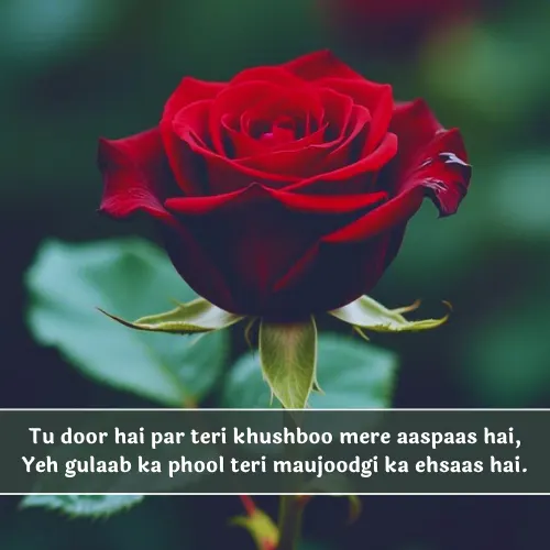 Rose Shayari in English Rose Shayari in English