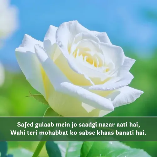 White Rose Shayari in English White Rose Shayari in English